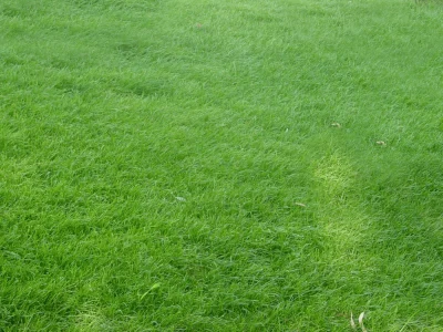 高质感婚纱摄影背景素材 精美草地场景PSD合成模板(60)