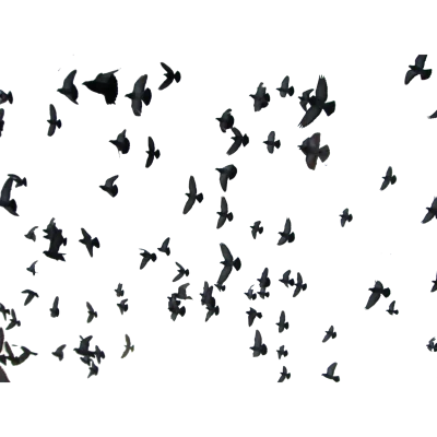 飞鸟信鸽摄影图片后期制作合成PNG透明底稿素材下载(49)