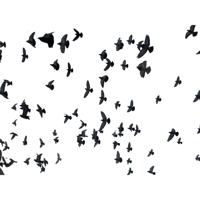飞鸟信鸽摄影图片后期制作合成PNG透明底稿素材下载(49)