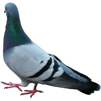 白鸽展翅飞翔的高质量无边框图片(54).png