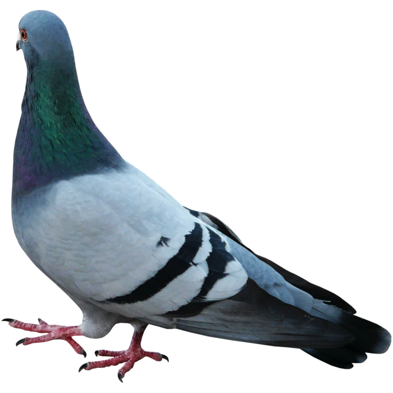 白鸽展翅飞翔的高质量无边框图片(54).png