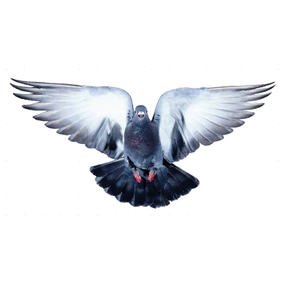 鸽子白鸽信鸽展翅飞翔摄影写真后期修图合成叠加png免扣素材图片(58)