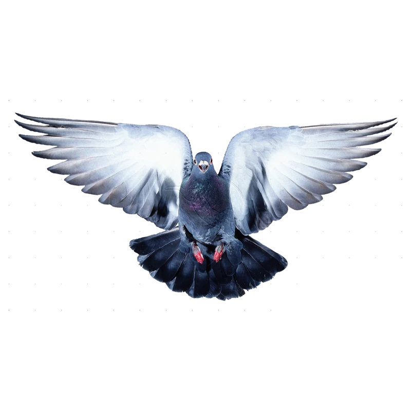鸽子白鸽信鸽展翅飞翔摄影写真后期修图合成叠加png免扣素材图片(58)